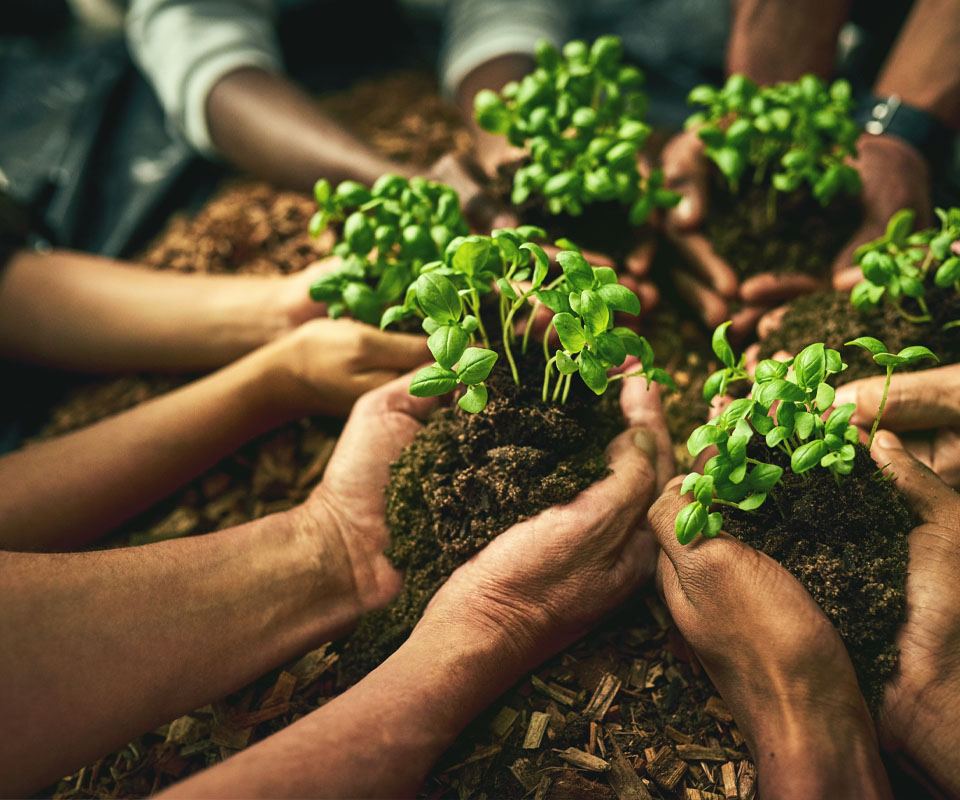 Image showing a close up of sets of hands in a circle holding plants growing in the ground