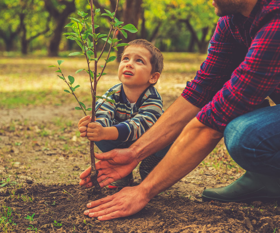 Image showing a close up of a Dad planting a tree with his son